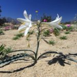 Пустыня Анза Боррего — Цветущее чудо
