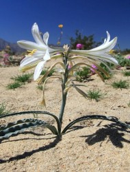 Пустыня Анза Боррего — Цветущее чудо