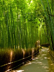 Сагано — Бамбуковый лес (Япония)