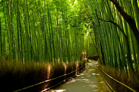 Сагано — Бамбуковый лес (Япония)