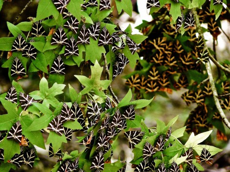 Petaloudes — Долина бабочек (Греция)