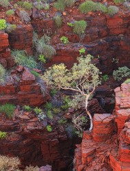 Национальный парк Кариджини (Австралия)